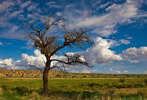 "Kalahari Moods - Passing Storm"