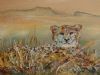 "Cheetah in The Namib"