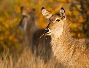 "Waterbuck Mirror"