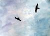 "Pariah Kites Over Delhi"