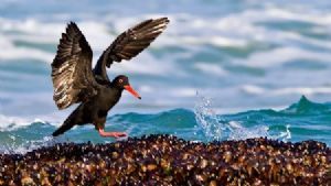 "Feeding Oystercatcher"