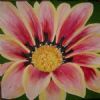 "gazania/pink/red"