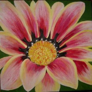 "gazania/pink/red"