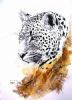 "Leopard Portrait (male)"