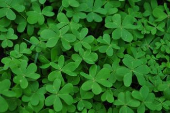 "Clovers"