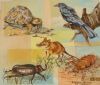 "Miniature- Colourful Little Five of Africa"
