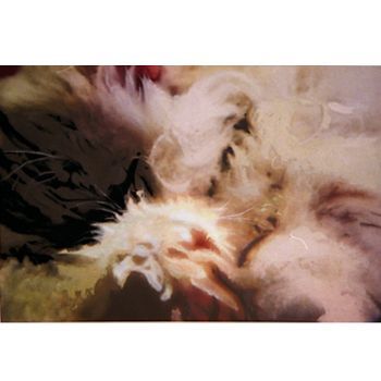 "Sleeping Cat 1"