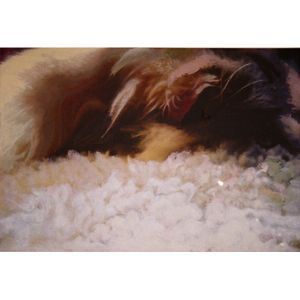 "Sleeping Cat 3"