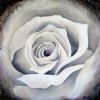 "Stone Rose 2"