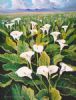 "Cape Scene With Arum Lilies"