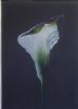 "The First Arum Lilly"