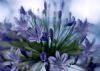 "Agapanthus"