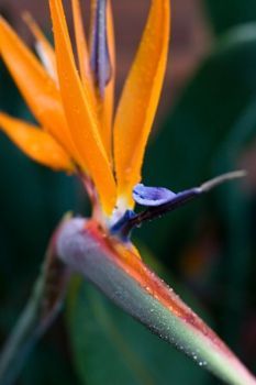 "Strelitzia"