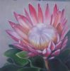 "Protea 3"