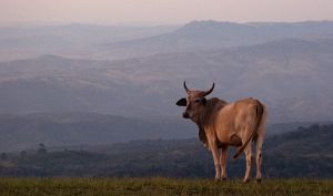 "Nguni"
