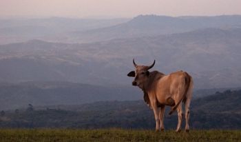 "Nguni"