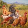 "Werfhoenders - Yard Chickens"