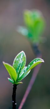 "Plantscape #12"