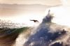 "The Surfer #10"