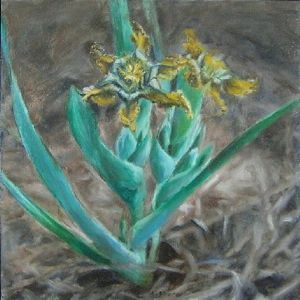 "Ferraria Antherosa"