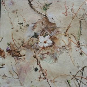 "Monsonia Spesiosa"