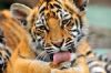 "Tiger Cub #2"