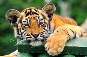 "Tiger Cub #6"