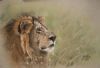 "Lion"