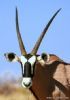 "Gemsbok"