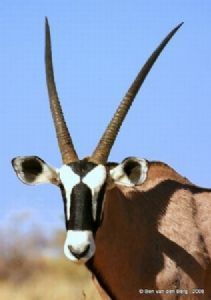 "Gemsbok"