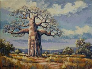 "Baobab Tree Northern Transvaal"