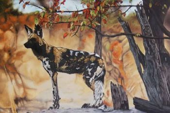 "African Wild Dog"