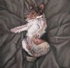 "Sleeping Puppy 1"