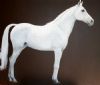 "Arab Horse Standing"