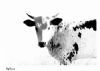 "Nguni Black and White"