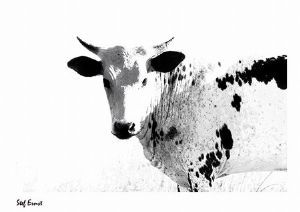 "Nguni Black and White"