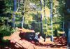 "Impressionistic forest"