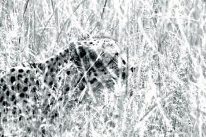 "Cheetah Stalking"