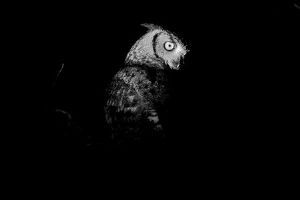 "Eagle Owl Stare"