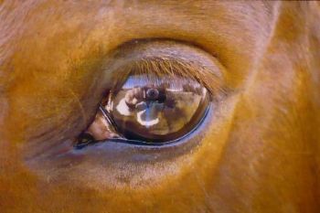 "Eye to Eye"