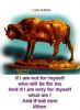 "Lone Buffalo"