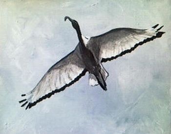 "Flying Ibis"