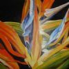 "Strelitzia"