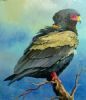 "Bateleur"