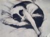 "Cat Sputnik 1"