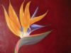 "Strelitzia on Red"