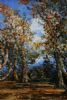 "Autumn Trees"