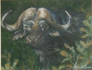 "Shy buffalo"