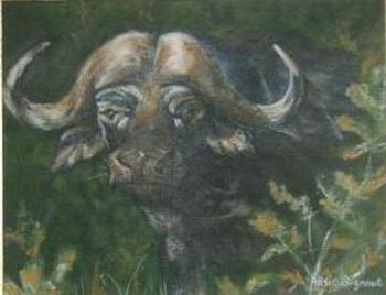 "Shy buffalo"