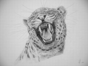 "laughing leopard"